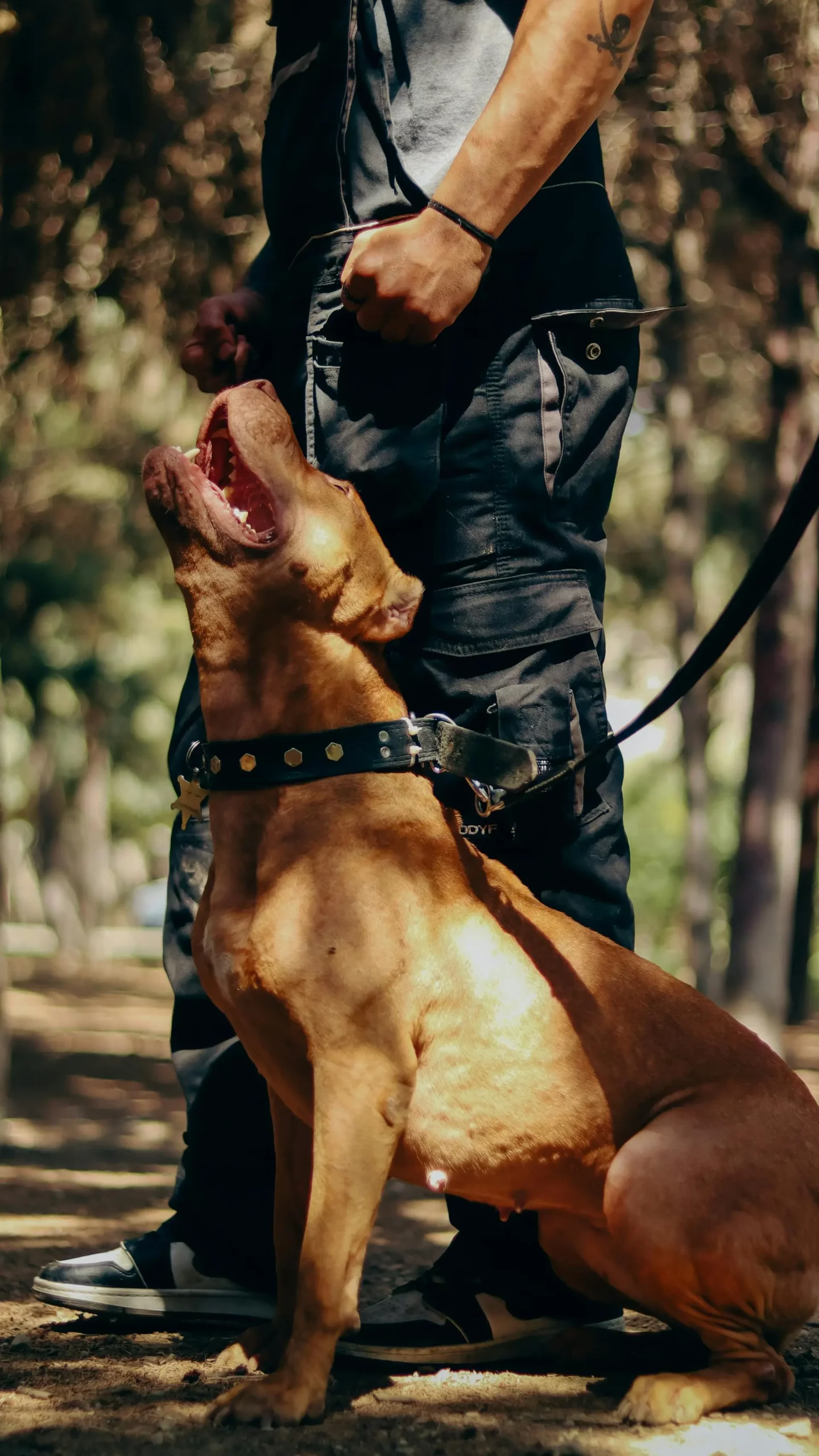 Bewegung und mentale Stimulation für Hunde